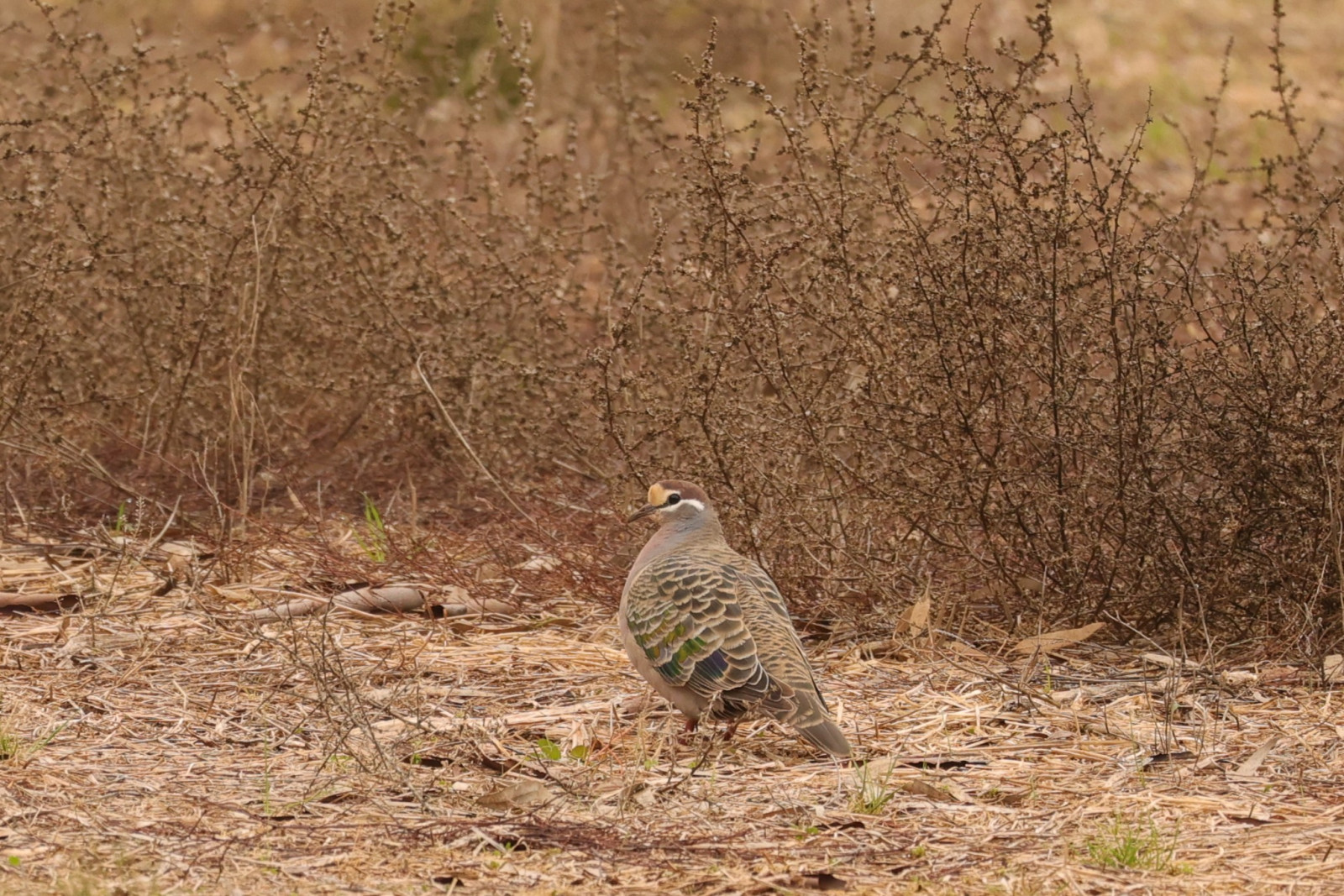 image Common Bronzewing